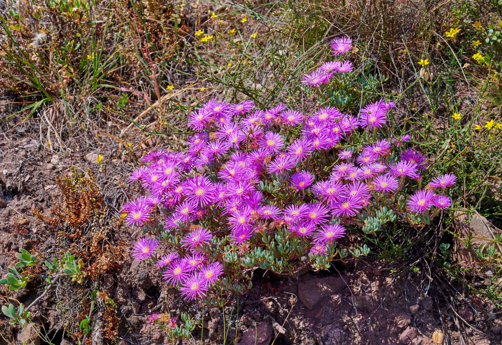 Buy stock photo Beautiful trailing ice plant flowers and green lush bushes growing peacefully on a mountain or hill. Large area of wilderness in a rural landscape with calming fresh air, ecological life and harmony