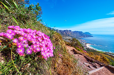 Buy stock photo Mountain trails on Lion's Head, Table Mountain National Park, Cape Town, South Africa