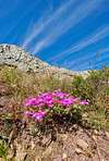 Flowers, plants and trees on mountain side in South Africa