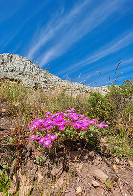 Buy stock photo Drosanthemum flowers growing on rocky mountain land with a blue sky background on a summer day. A pink succulent plant blooming on hard rock soil outdoors in nature near green grass in spring