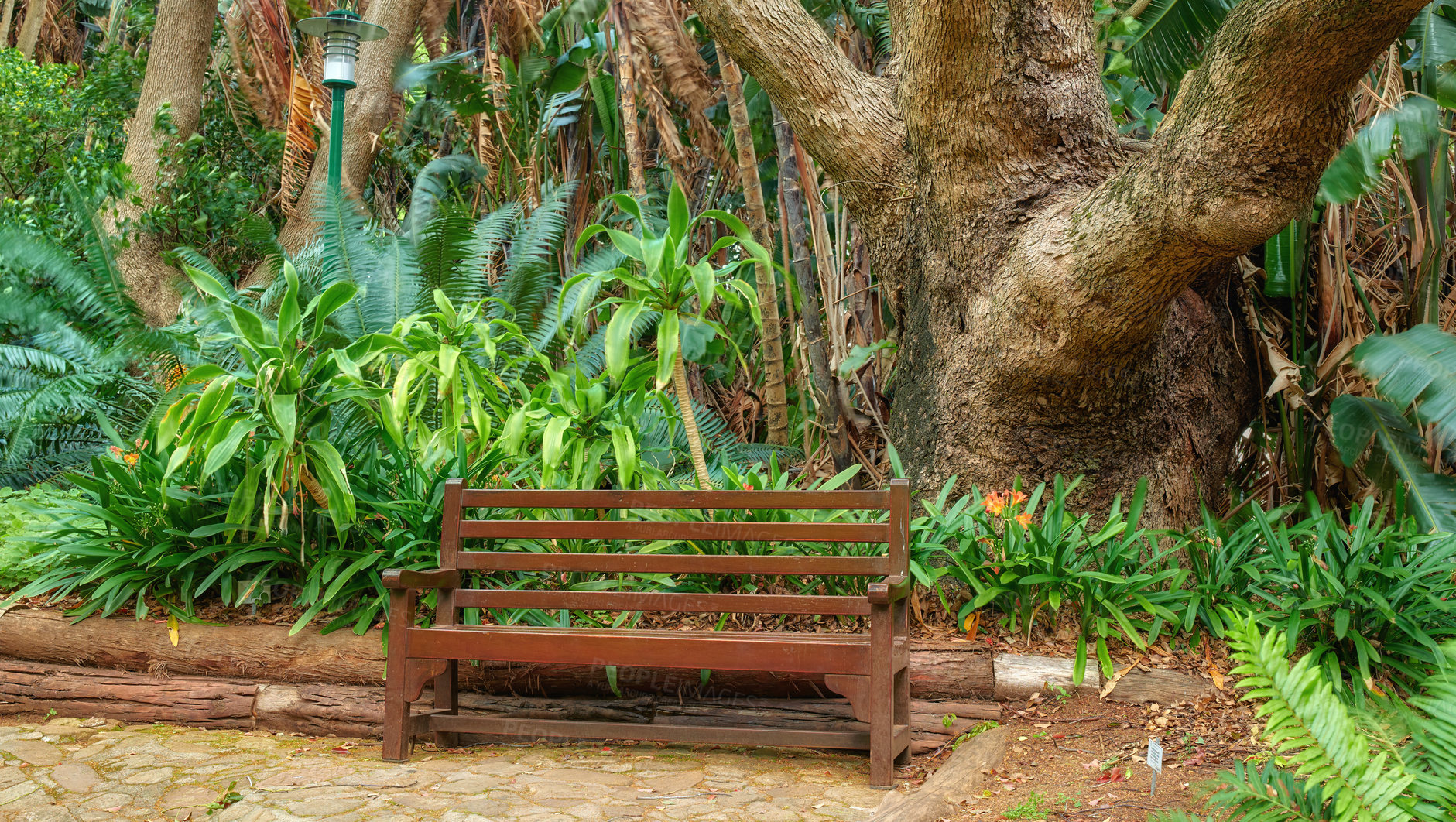 Buy stock photo Relaxing seating on a bench in a park. Beautiful nature scenery of a garden seating area for relaxing outdoor in nature or green environment. A wooden seat surrounded by growing plants 