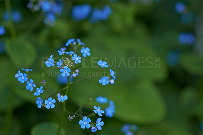 Buy stock photo A series of beautiful garden photos