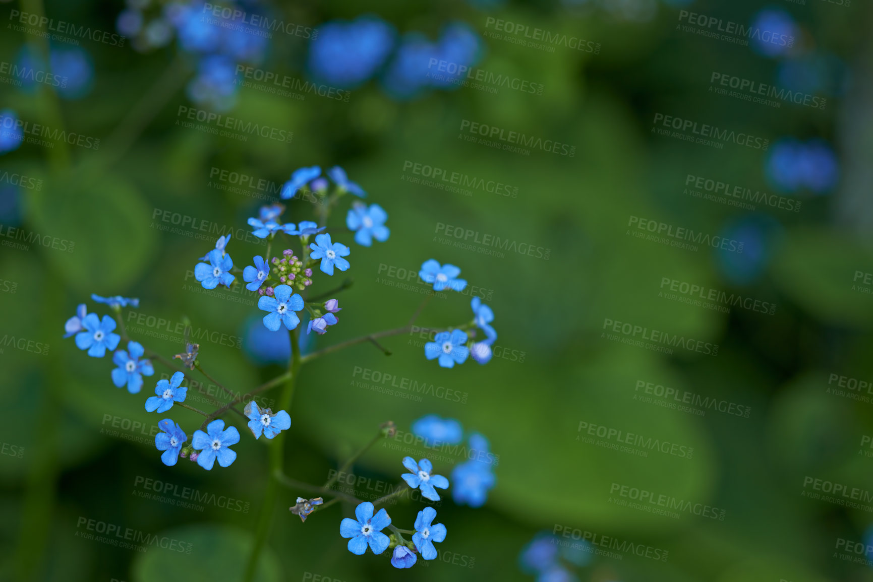 Buy stock photo A series of beautiful garden photos