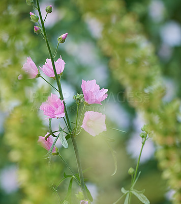 Buy stock photo A series of beautiful garden photos