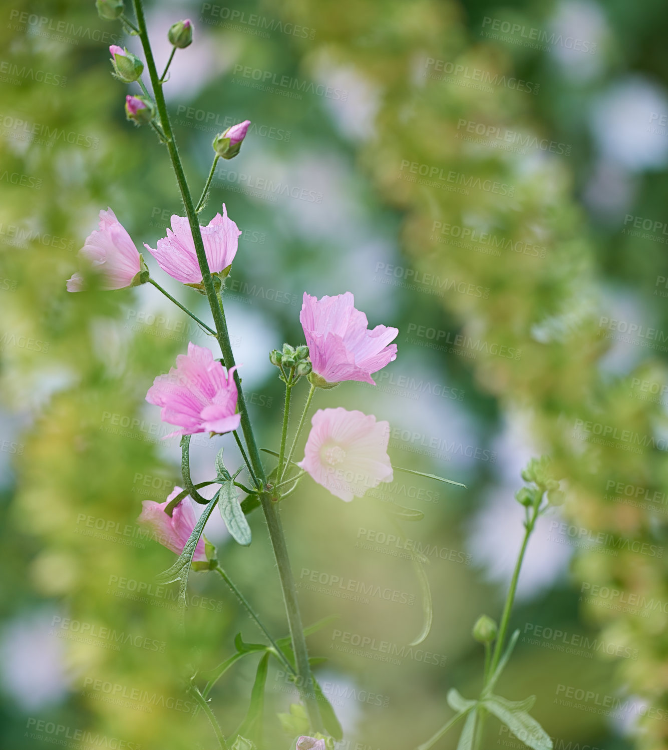 Buy stock photo A series of beautiful garden photos