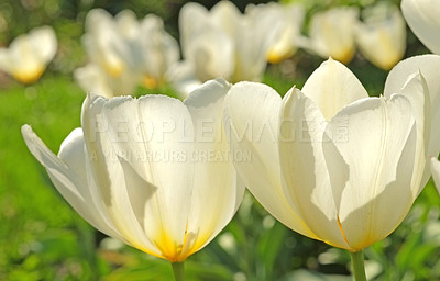 Buy stock photo Tulip flowers growing in a garden outdoors. Closeup of a beautiful bunch of flowering plants with white petals symbolizing purity and innocence blooming and blossoming in nature on a sunny spring day