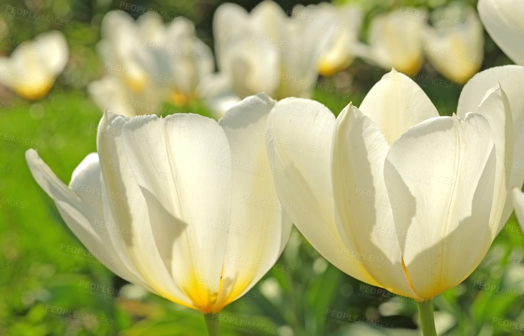 Buy stock photo Tulip flowers growing in a garden outdoors. Closeup of a beautiful bunch of flowering plants with white petals symbolizing purity and innocence blooming and blossoming in nature on a sunny spring day