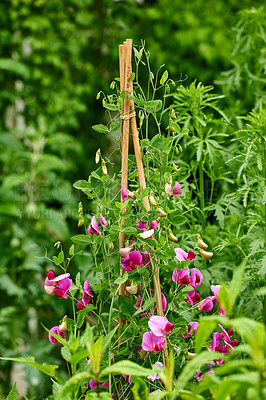 Buy stock photo A series of beautiful garden photos