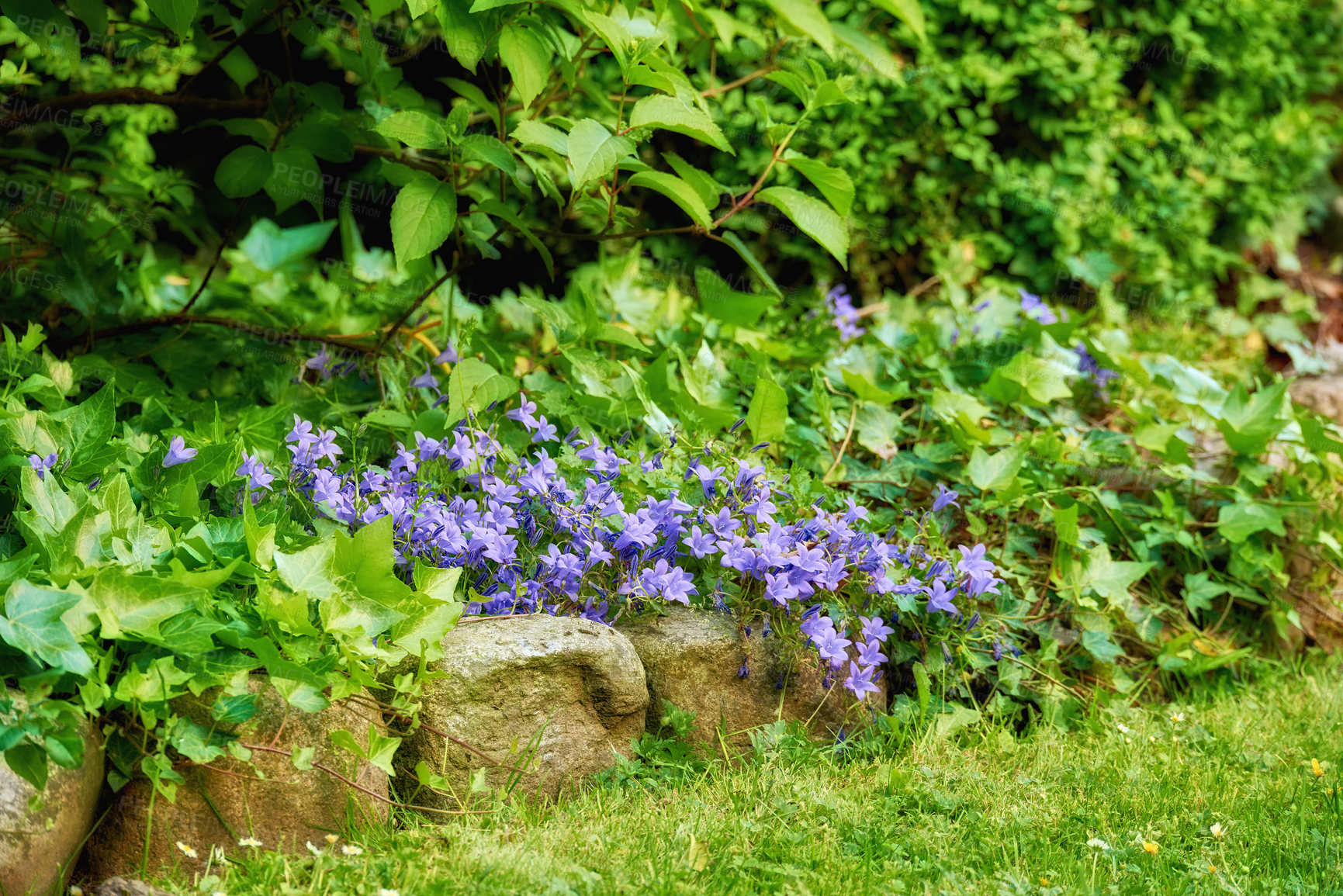 Buy stock photo A series of beautiful garden photos