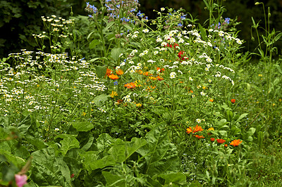 Buy stock photo Green field of beautiful Feverfew flowers with copy space on a sunny day. Lush green bushes of white Daisies on a vibrant, colorful morning in nature. Soothing zen garden in peaceful nature