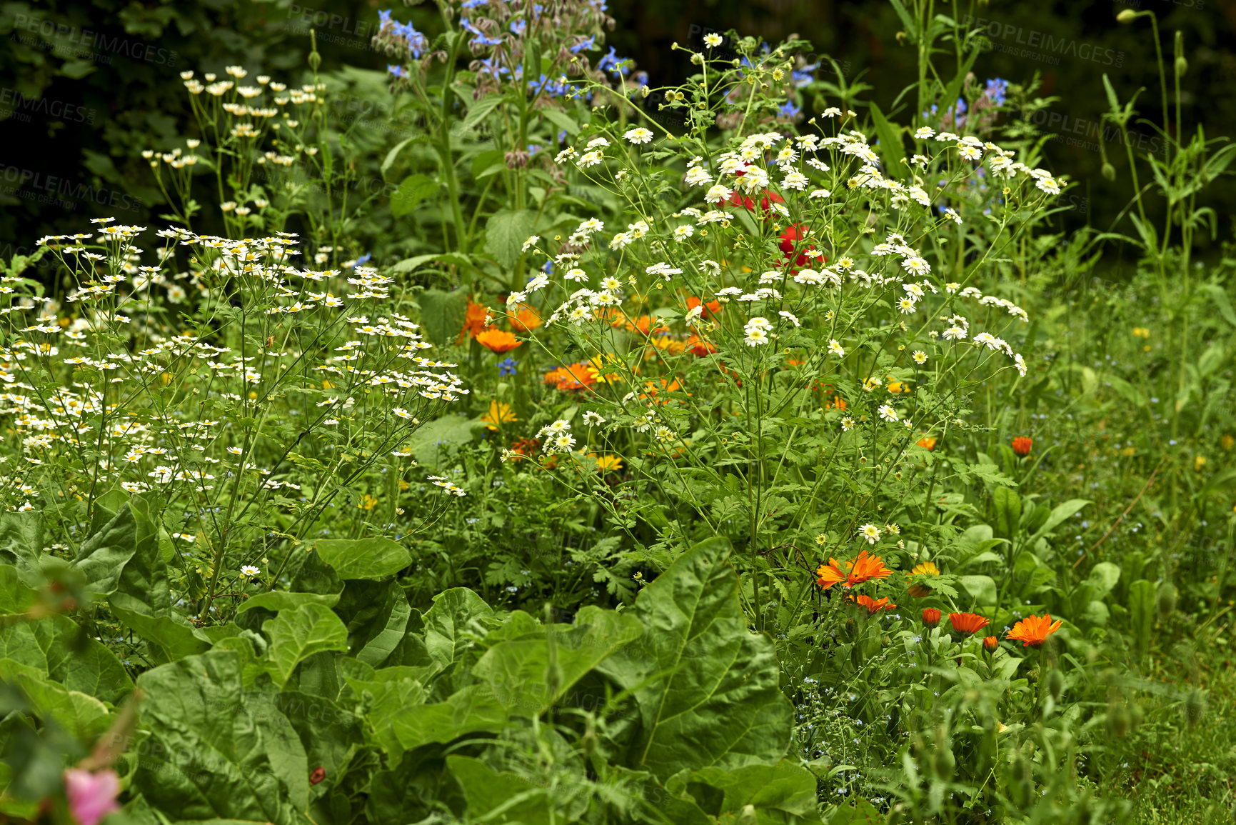 Buy stock photo Green field of beautiful Feverfew flowers with copy space on a sunny day. Lush green bushes of white Daisies on a vibrant, colorful morning in nature. Soothing zen garden in peaceful nature