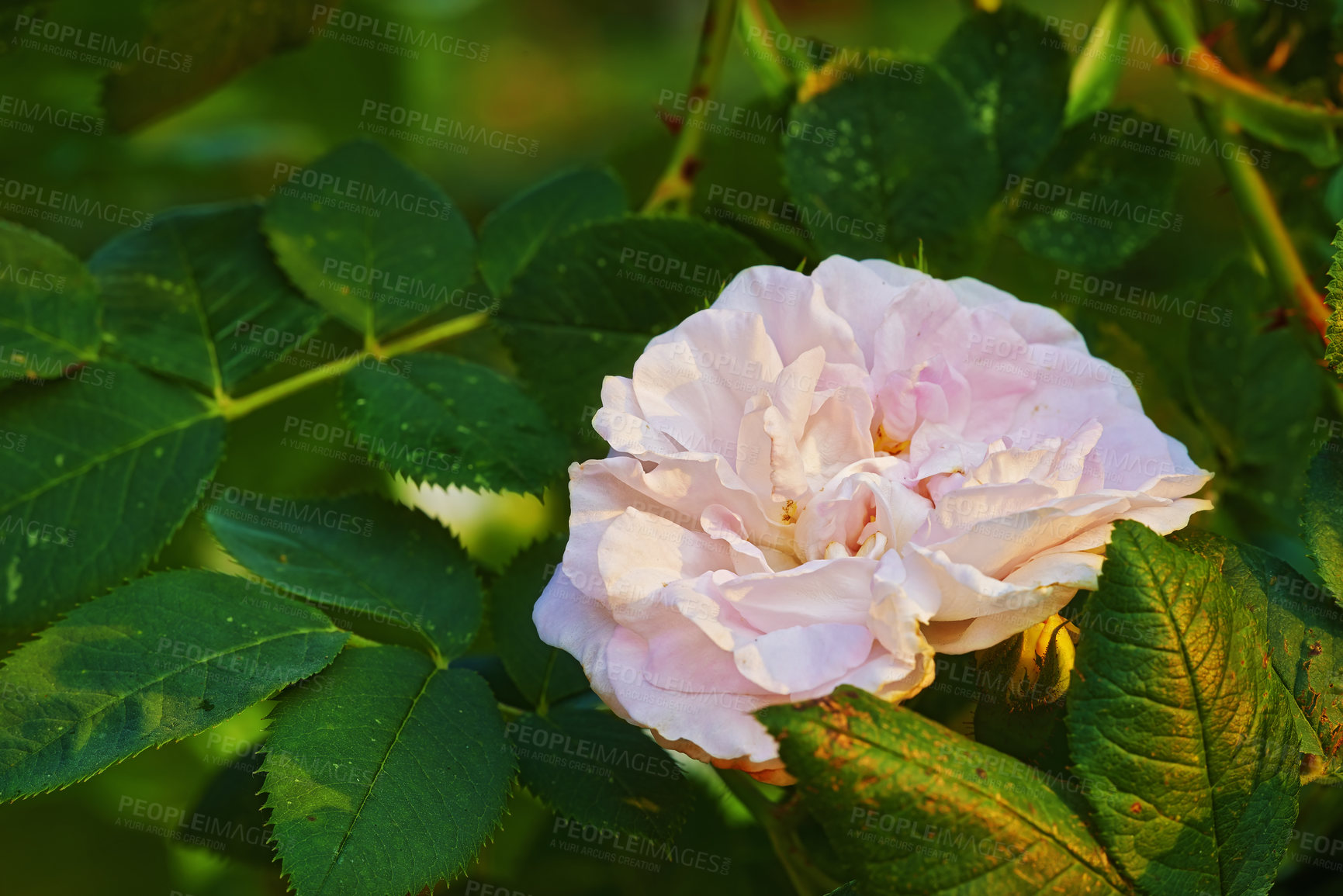 Buy stock photo A photo of a beautiful rose in the garden