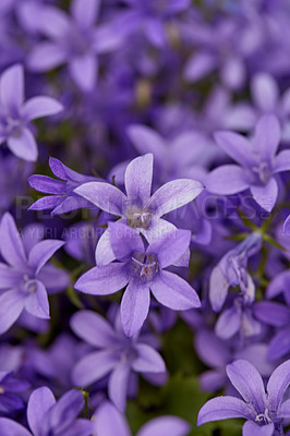 Buy stock photo A series of beautiful garden photos