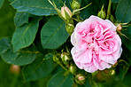 Pink rose in the garden