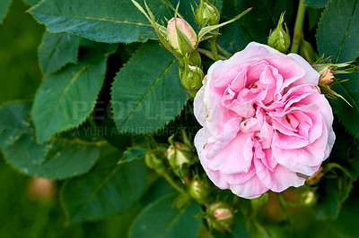 Buy stock photo Beautiful pink dog rose and buds on a tree in a garden. Closeup of a pretty rosa canina flower growing between green leaves in nature. Closeup of petals blossoming and blooming on floral plant