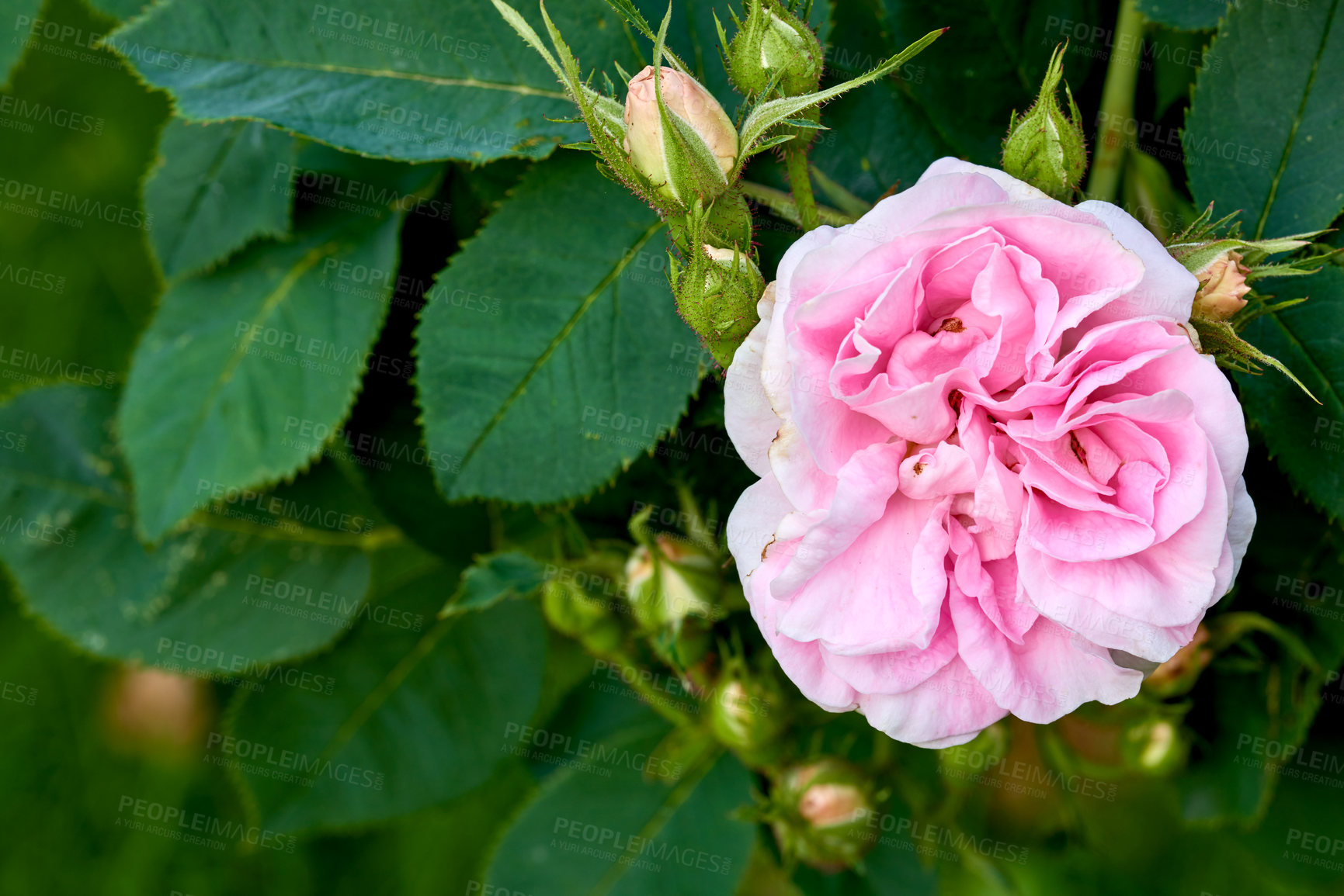 Buy stock photo Beautiful pink dog rose and buds on a tree in a garden. Closeup of a pretty rosa canina flower growing between green leaves in nature. Closeup of petals blossoming and blooming on floral plant