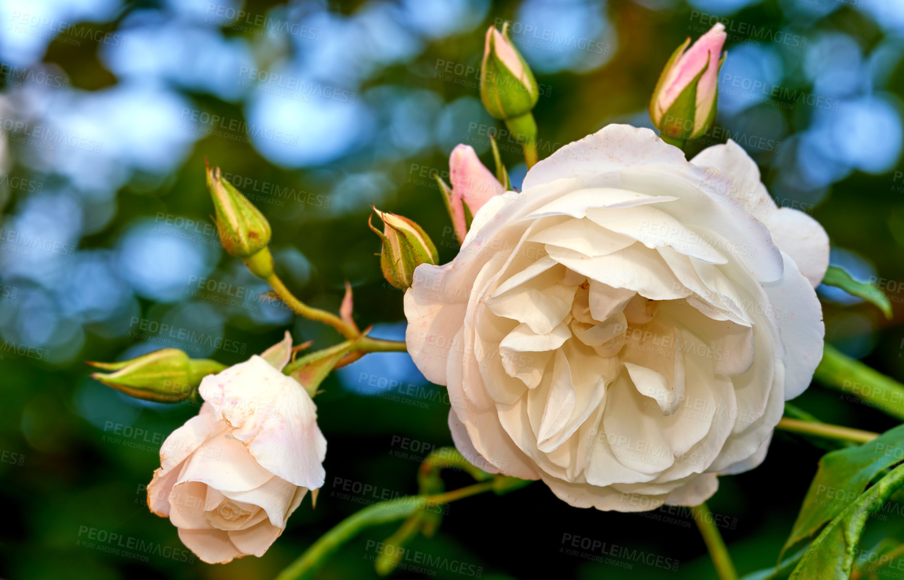 Buy stock photo A photo of a beautiful rose