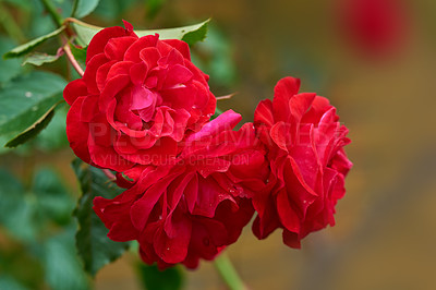 Buy stock photo A photo of a beautiful rose in the garden