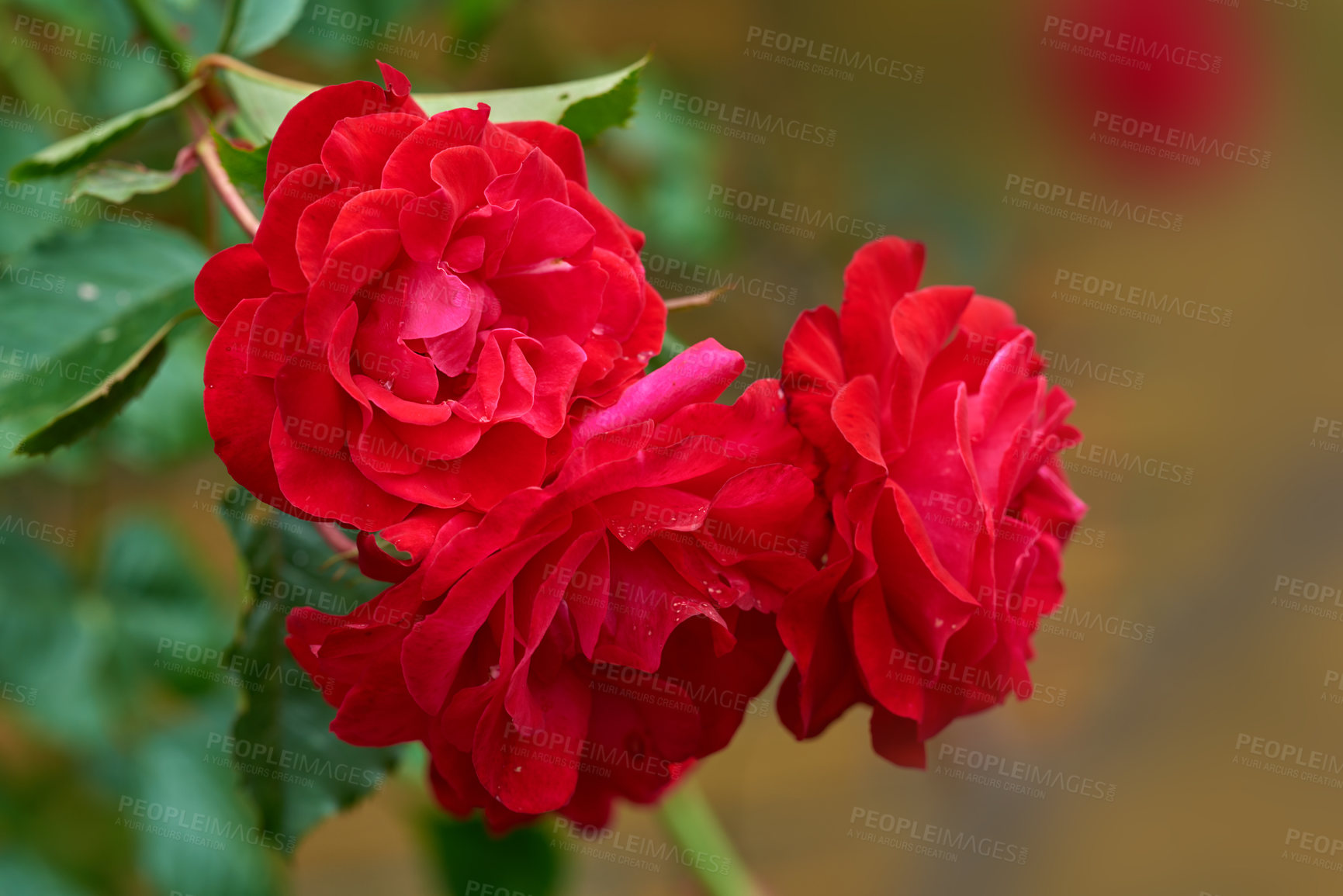 Buy stock photo A photo of a beautiful rose in the garden