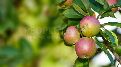 Buy stock photo A red apple orchard outdoors on a farm during sunny autumn. Ripe organic crops growing and hanging on a lush green fruit tree branch ready for harvest on a sunny summer day