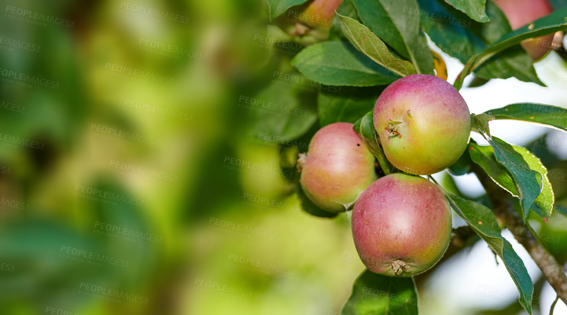 Buy stock photo A red apple orchard outdoors on a farm during sunny autumn. Ripe organic crops growing and hanging on a lush green fruit tree branch ready for harvest on a sunny summer day