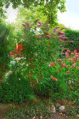 Buy stock photo Green garden with beautiful butterfly bush flowers with copy space on a sunny day. Lush bushes of pink and purple plants in a relaxing, soothing and zen yard in a peaceful environment