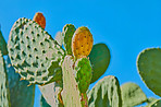Cactus life - outdoor