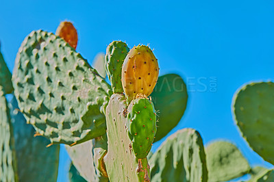 Buy stock photo Prickly Pear Cactus  - outdoor image from Spain