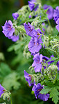 Blue Geranium