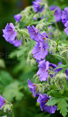 Buy stock photo Himalayan cranesbill flowers, a species of geraniums growing in a field or botanical garden. Plants with vibrant leaves and violet petals blooming and blossoming in spring in a lush environment