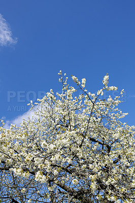 Buy stock photo Branches of white japanese cherry blossoms against a clear blue sky copy space background. Delicate prunus serrulata fruit tree from the rosaceae species blooming in a garden on a sunny day outdoors