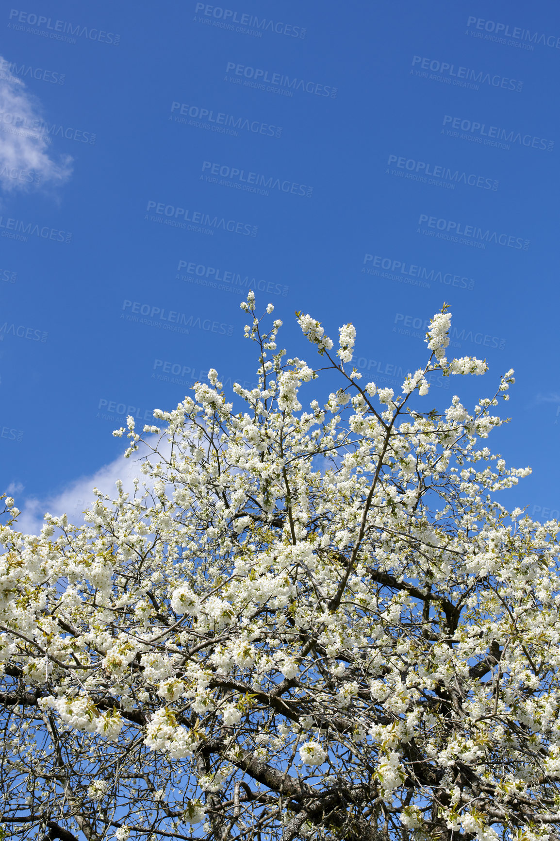 Buy stock photo Branches of white japanese cherry blossoms against a clear blue sky copy space background. Delicate prunus serrulata fruit tree from the rosaceae species blooming in a garden on a sunny day outdoors