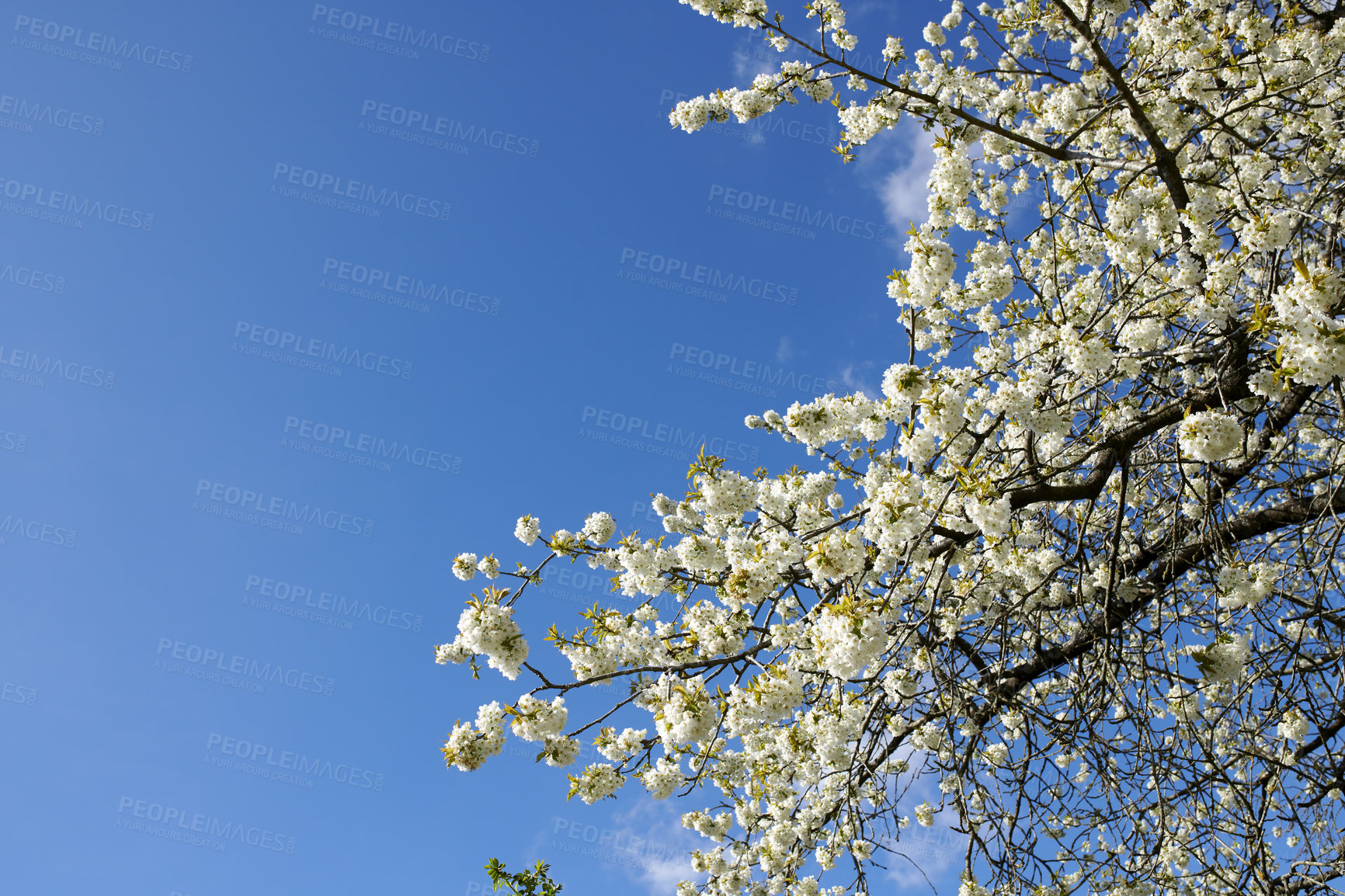 Buy stock photo Cherry blossom tree blooming on a bright day. Stunning spring nature of Sakura flowers of genus Prunus also known as Japanese cherry. Tree branches with pretty bloom against blue sky with copy space