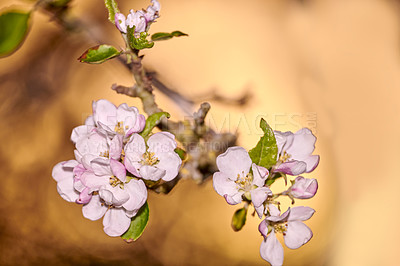 Buy stock photo landscape view of beautiful isolated flowers in focus. Blooming from a tree in the outdoors. Sun shining on focused pink flower group with green leaves growing from a trees trunk outside nature.