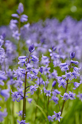 Buy stock photo Colorful purple flowers growing in a garden. Closeup of beautiful spanish bluebell or hyacinthoides hispanica foliage with vibrant petals blooming and blossoming in nature on a sunny day in spring