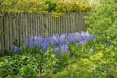 Buy stock photo Colorful purple flowers growing in a garden along a wooden fence. Spanish bluebell or hyacinthoides hispanica foliage with vibrant petals blooming and blossoming in nature on a sunny day in spring