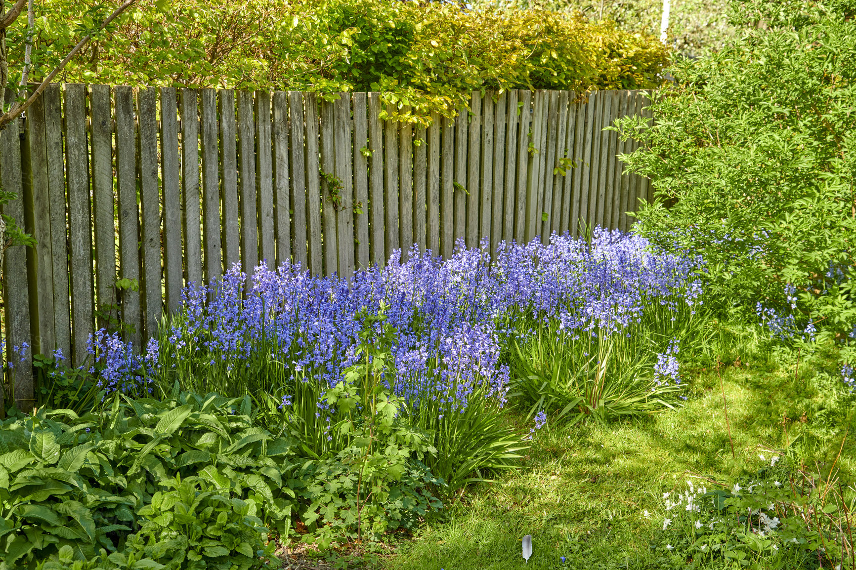 Buy stock photo Colorful purple flowers growing in a garden along a wooden fence. Spanish bluebell or hyacinthoides hispanica foliage with vibrant petals blooming and blossoming in nature on a sunny day in spring