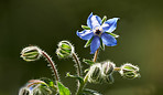 Beautiful flowers from my garden