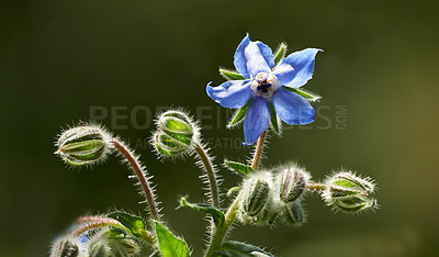 Buy stock photo A series of beautiful garden photos