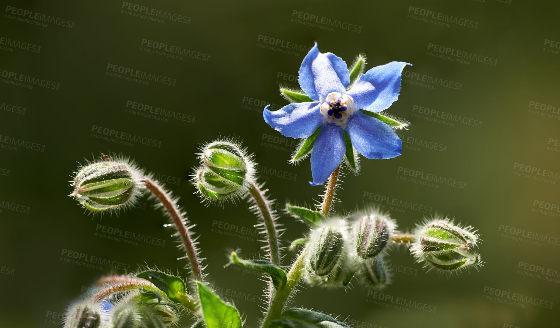 Buy stock photo A series of beautiful garden photos