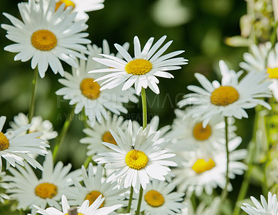 Buy stock photo A series of beautiful garden photos