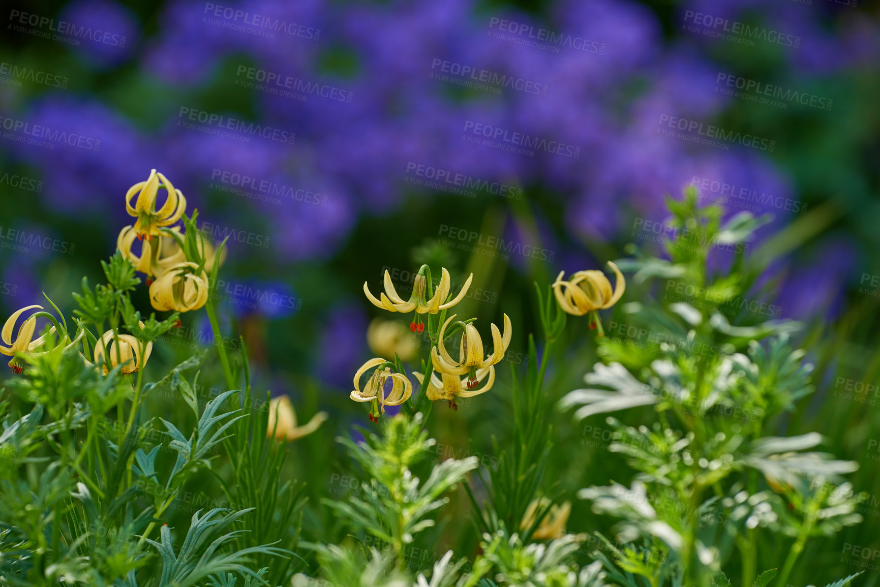 Buy stock photo A series of beautiful garden photos