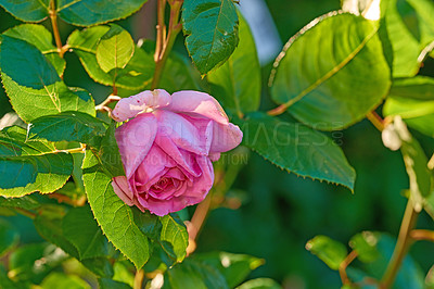 Buy stock photo A photo of a beautiful rose in the garden