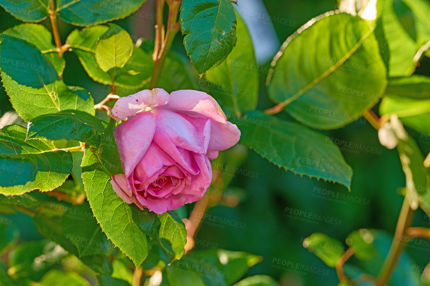 Buy stock photo A photo of a beautiful rose in the garden