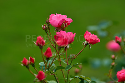 Buy stock photo A photo of a beautiful rose in the garden