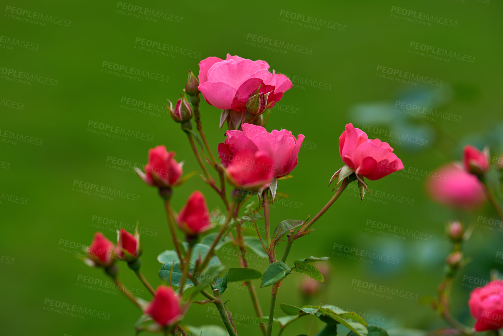 Buy stock photo A photo of a beautiful rose in the garden