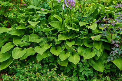 Buy stock photo A series of beautiful garden photos