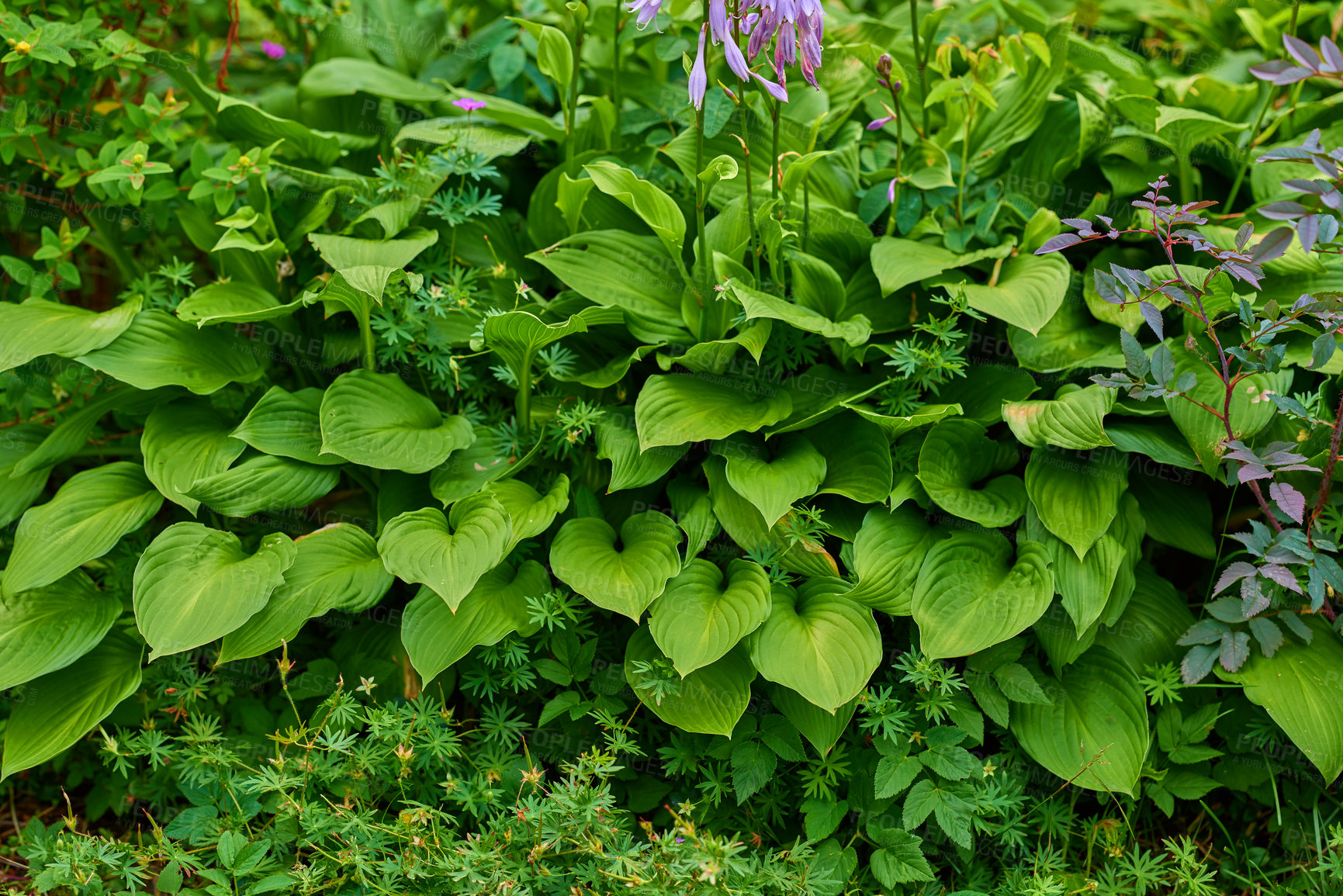 Buy stock photo A series of beautiful garden photos