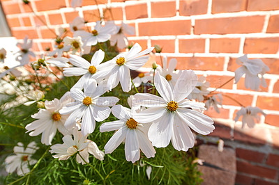 Buy stock photo A series of beautiful garden photos