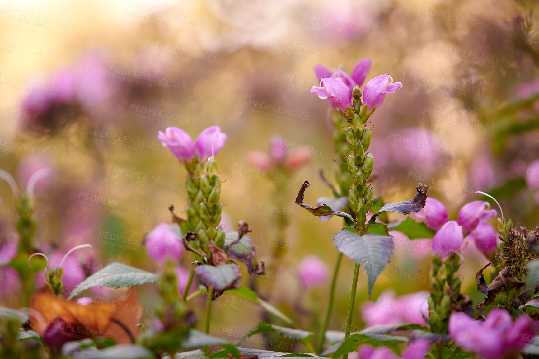 Buy stock photo Spring, plant and pink flowers in nature with leaves, sustainable environment and growth for ecology. Outdoor, floral botany and blossom with vibrant color, eco friendly vegetation and biodiversity.